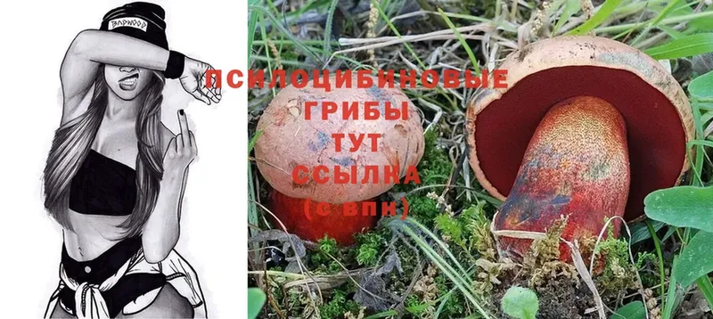 цена   Саранск  Псилоцибиновые грибы Psilocybine cubensis 